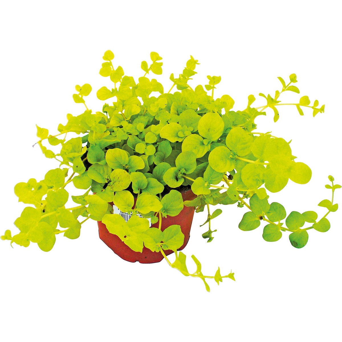 Plantiflor  Herbstzauber verschiedene Sorten Topf Durchmesser 11 cm Bild 4