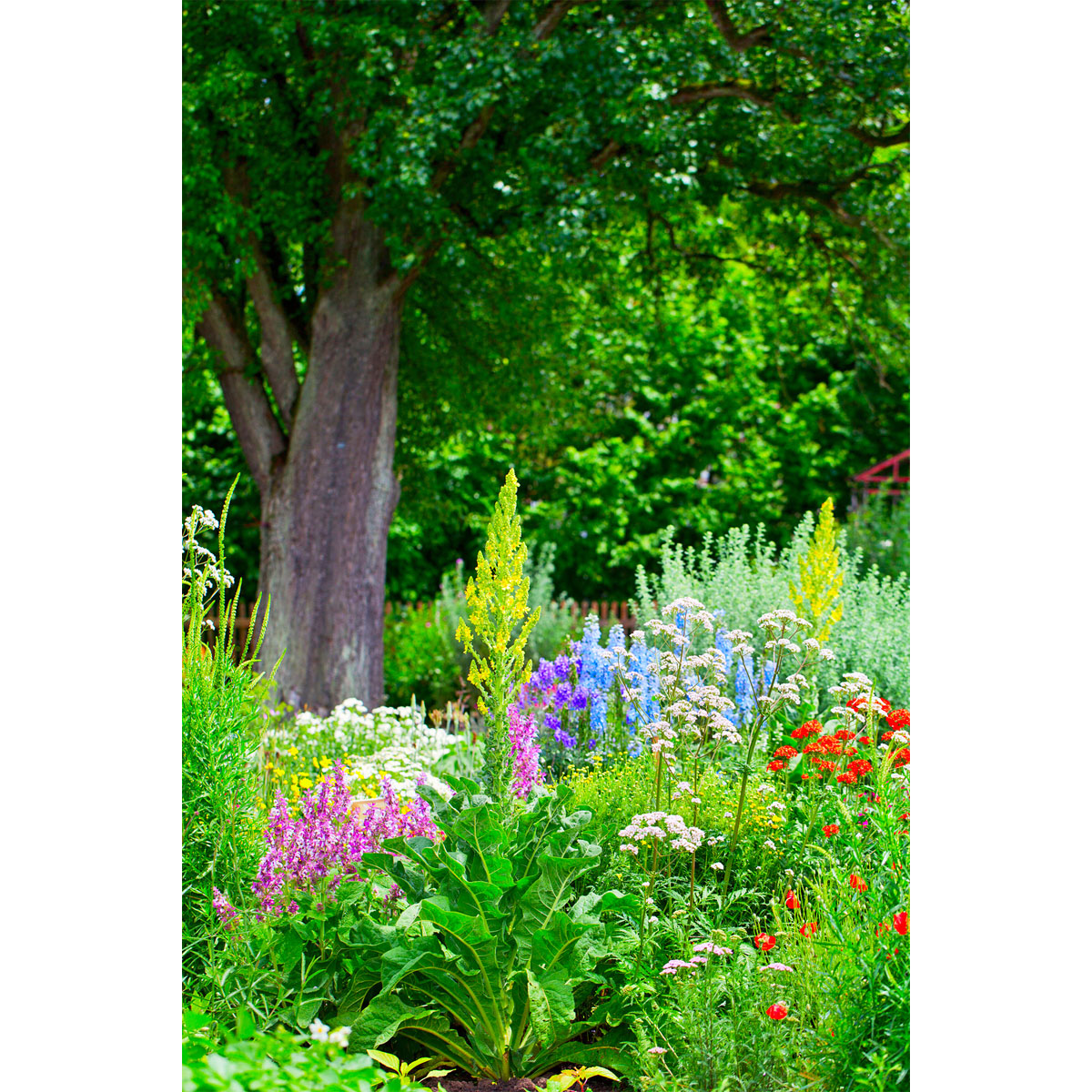 Plantiflor  Stauden Topf- Durchmesser 17 cm Bild 1