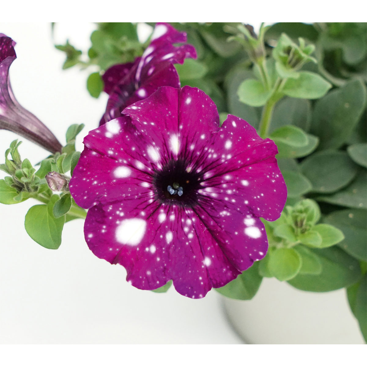 Plantiflor Petunie Sky Family Topf Durchmesser 12 cm Bild 9