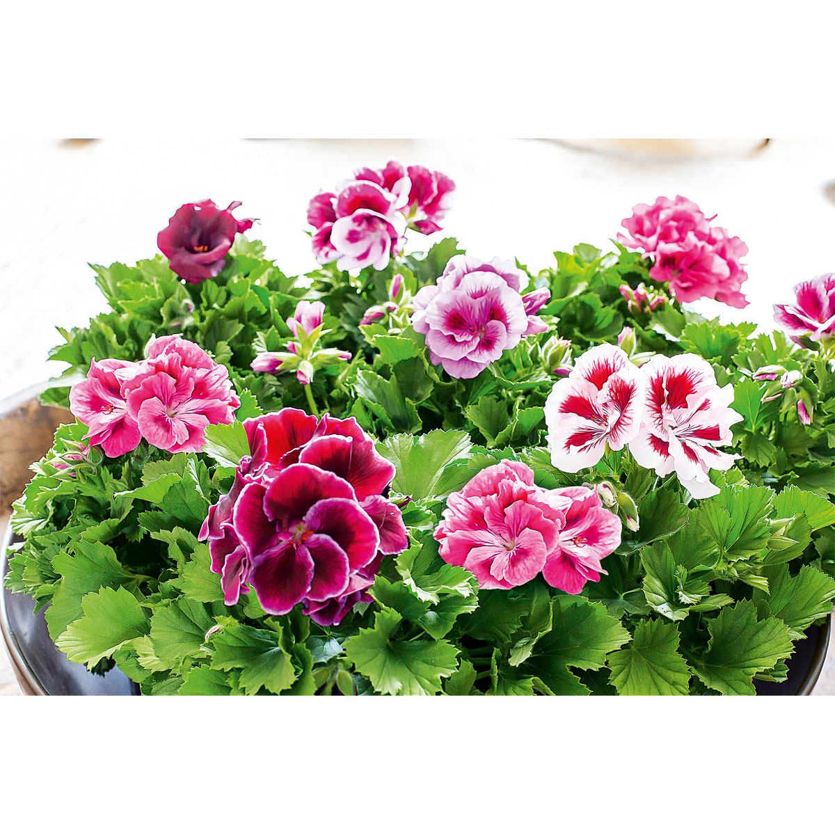 Plantiflor  Edelgeranie Topf- Durchmesser 12 cm Bild 2