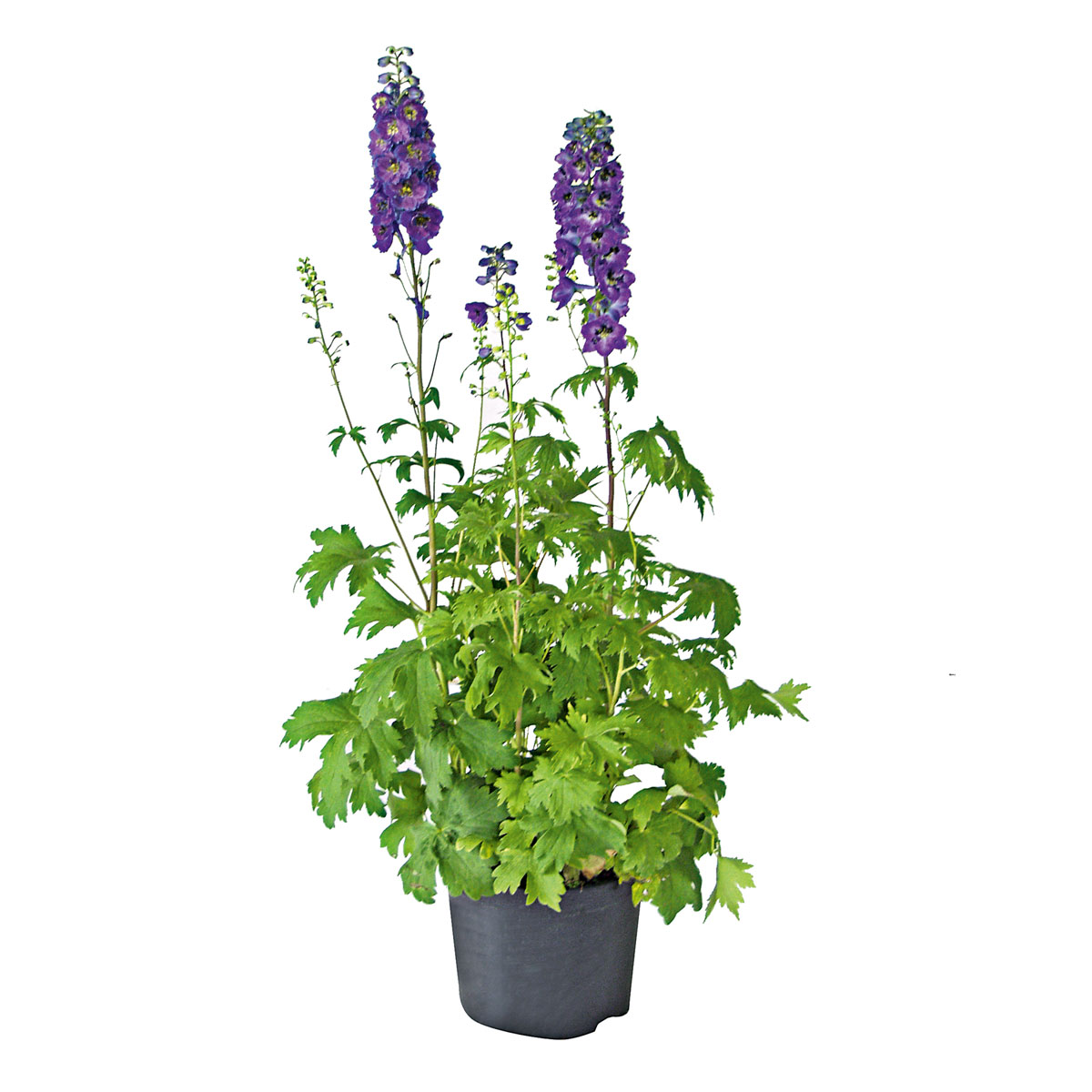 Plantiflor  Staude P19 verschiedene Sorten Bild 2