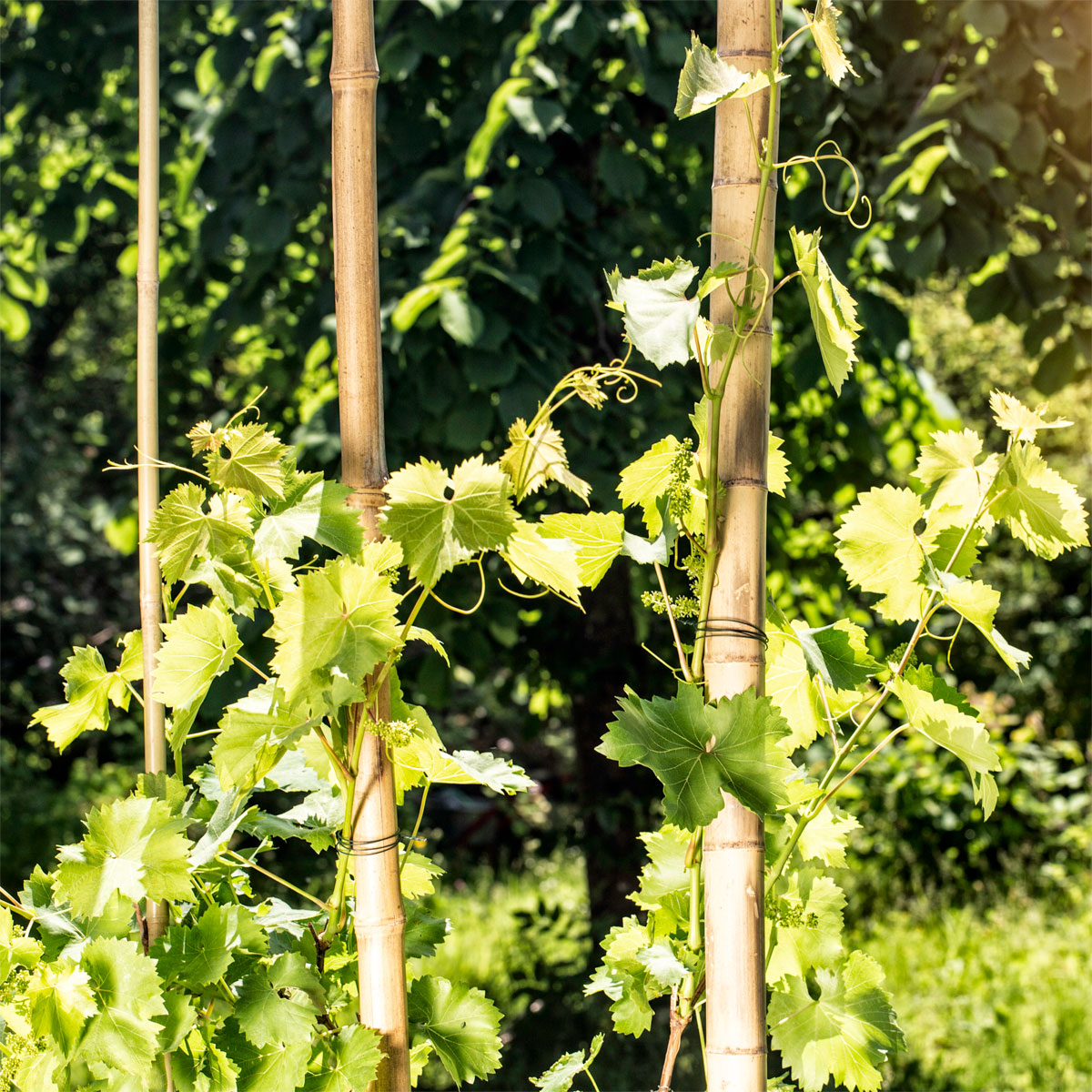 Windhager  Bambusrohr 200x5-6 cm Bild 1