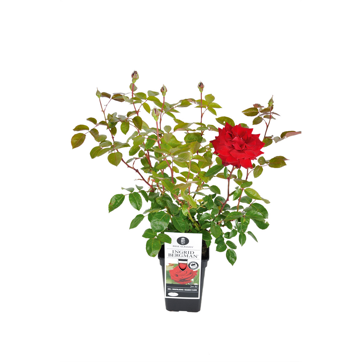 Plantiflor  Edelrose rot Topf- Durchmesser 19 cm Bild 1