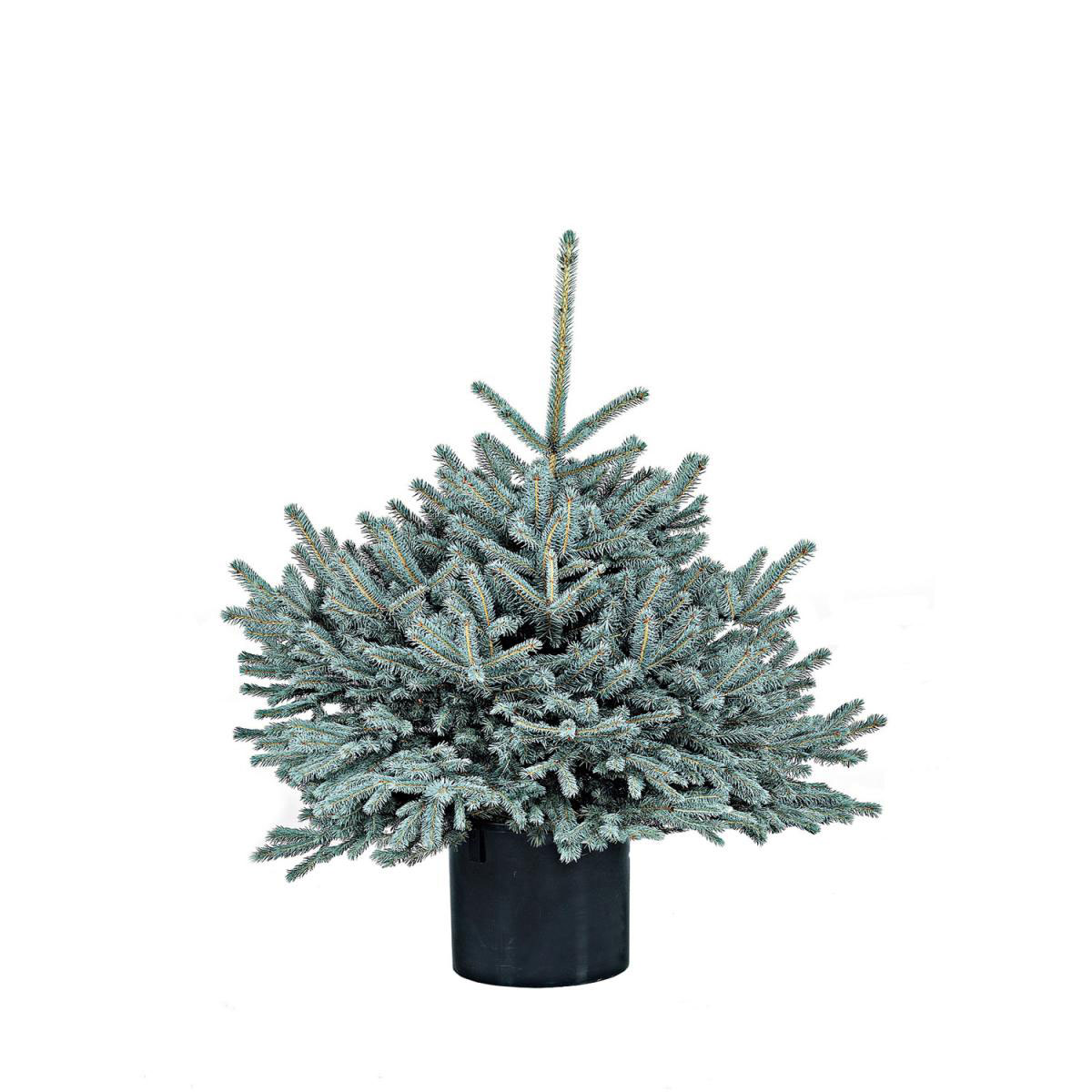 GNAD Picea pungens Glauca 70-100