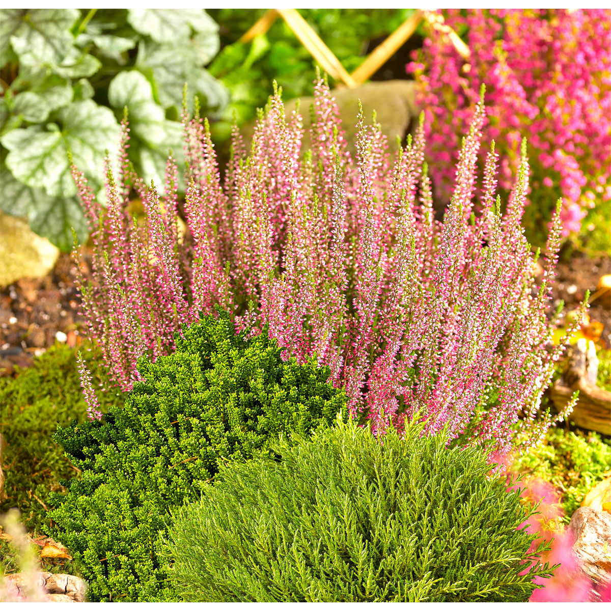 Plantiflor  Herbsttray 6er-Pack Topf Durchmesser 9 cm Bild 2