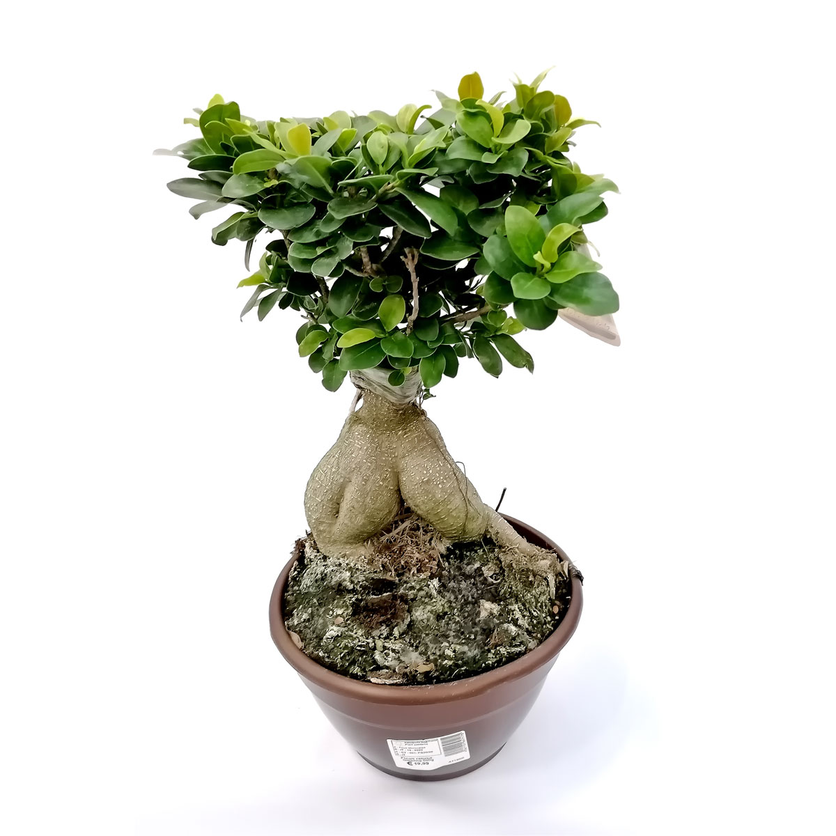 Plantiflor  Ficus Ginseng 45 cm T20