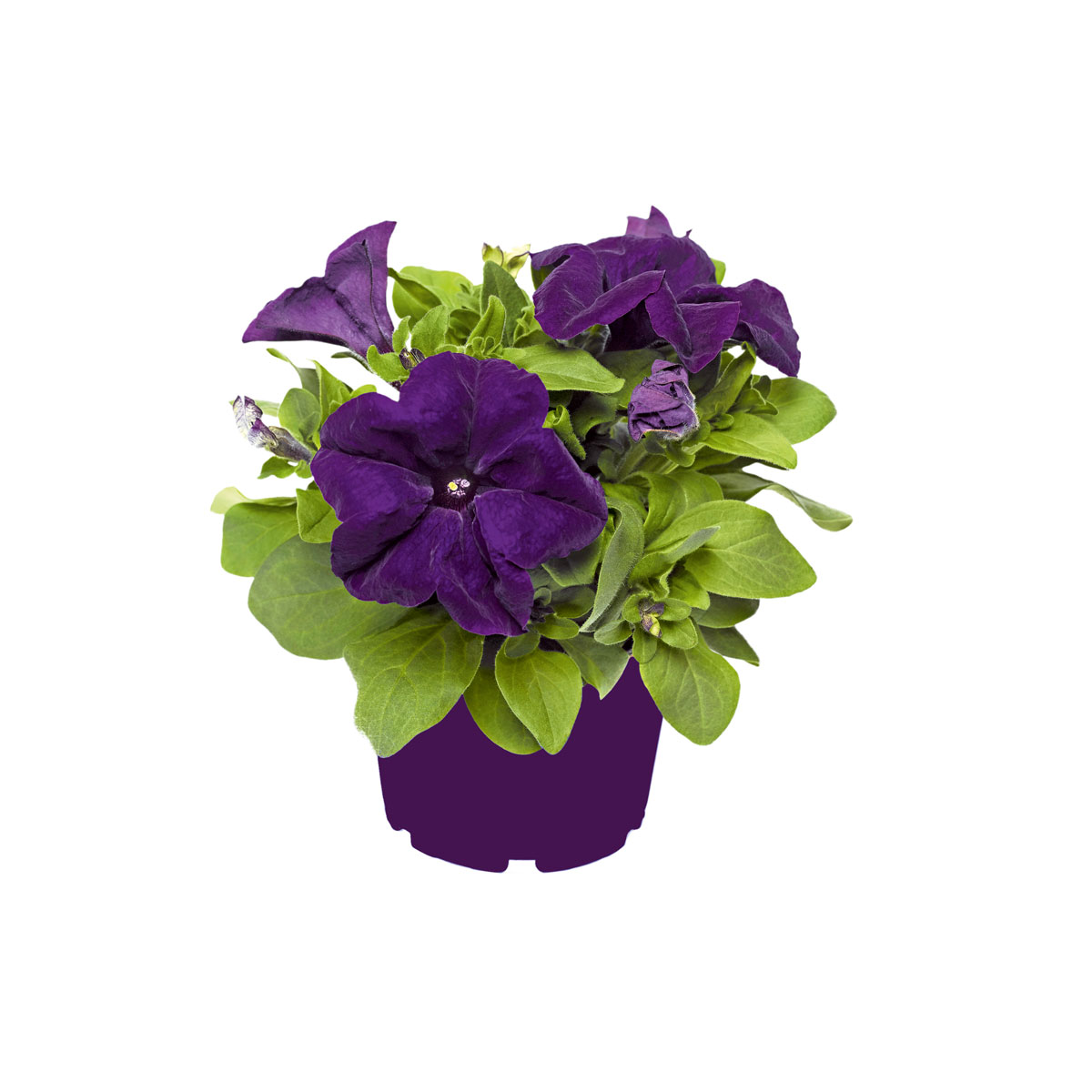 Plantiflor  Großblumige Petunie verschiedene Farben Topf Durchmesser 10,5 cm