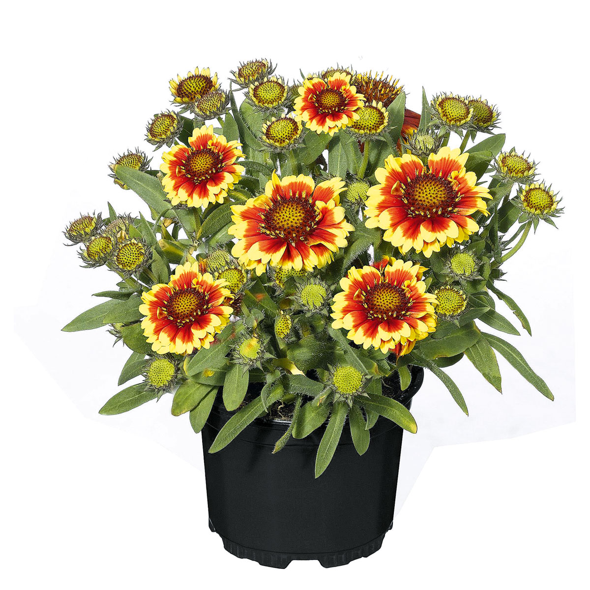 Plantiflor  Stauden Topf- Durchmesser 17 cm Bild 3