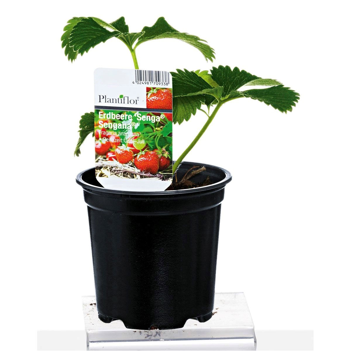 Plantiflor Erdbeerpflanzen verschiedene Sorten Topf Durchmesser 9,5 cm
