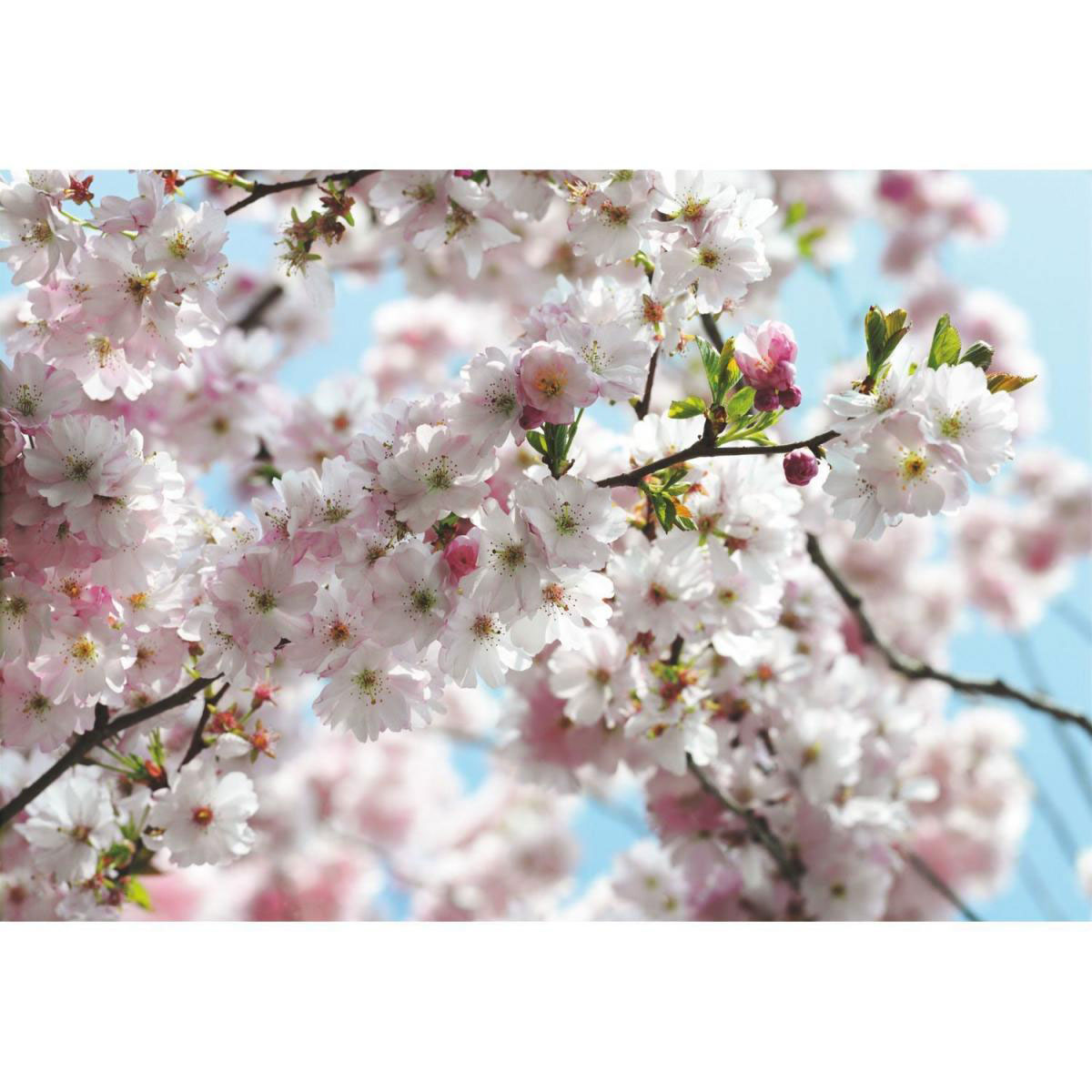Komar Papier-Fototapete Spring 8-teilig 368 x 254 cm