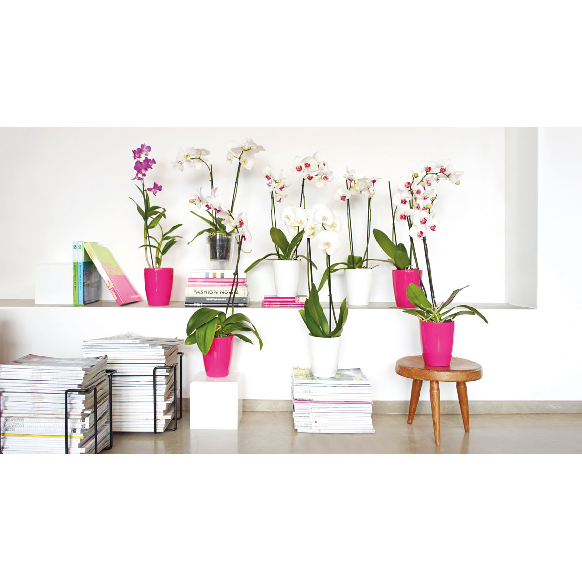 Orchideentopf Fiji Orchid Pot 10,5 cm transparent Bild 3