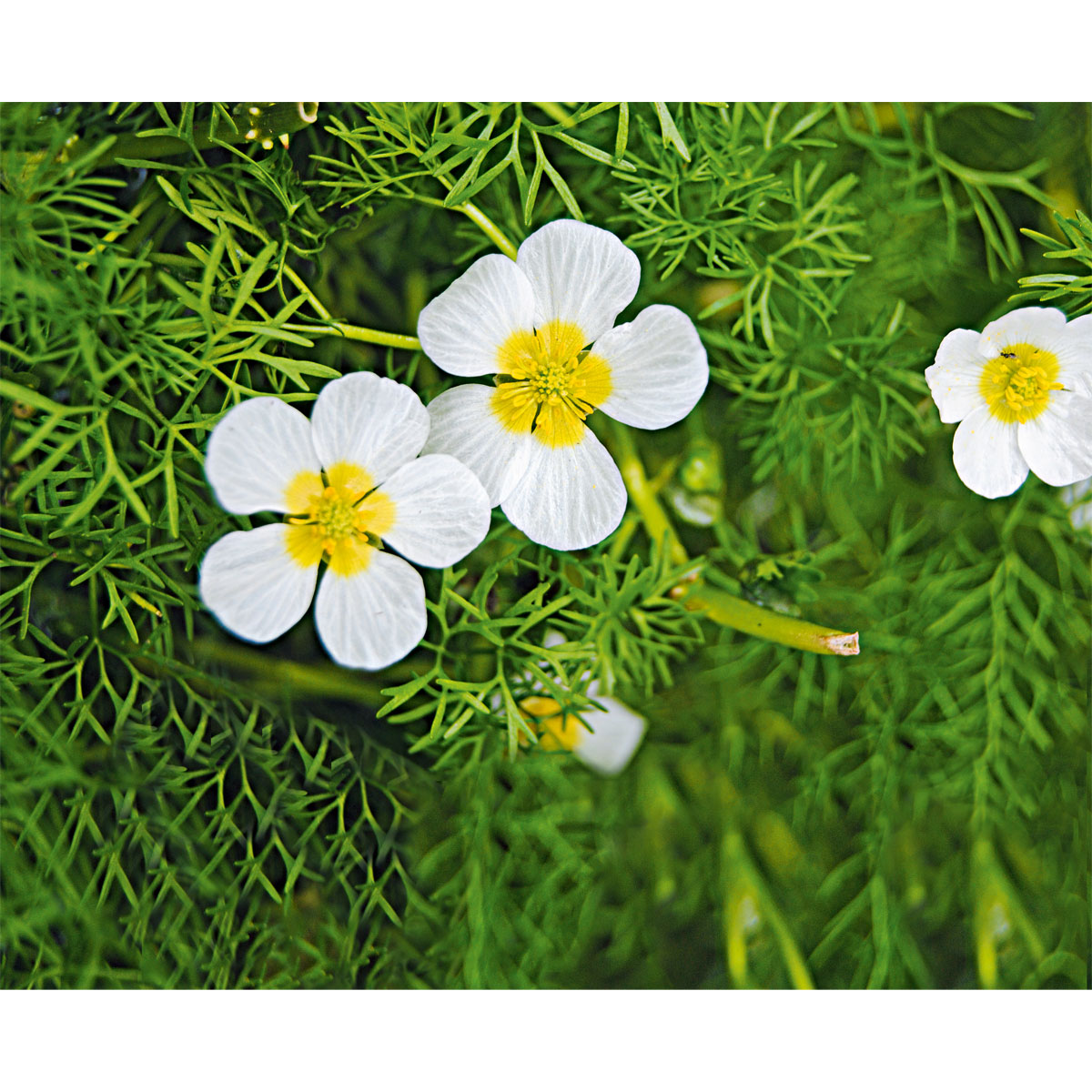 Plantiflor  Wasserpflanzen Topf Durchmesser 11 cm