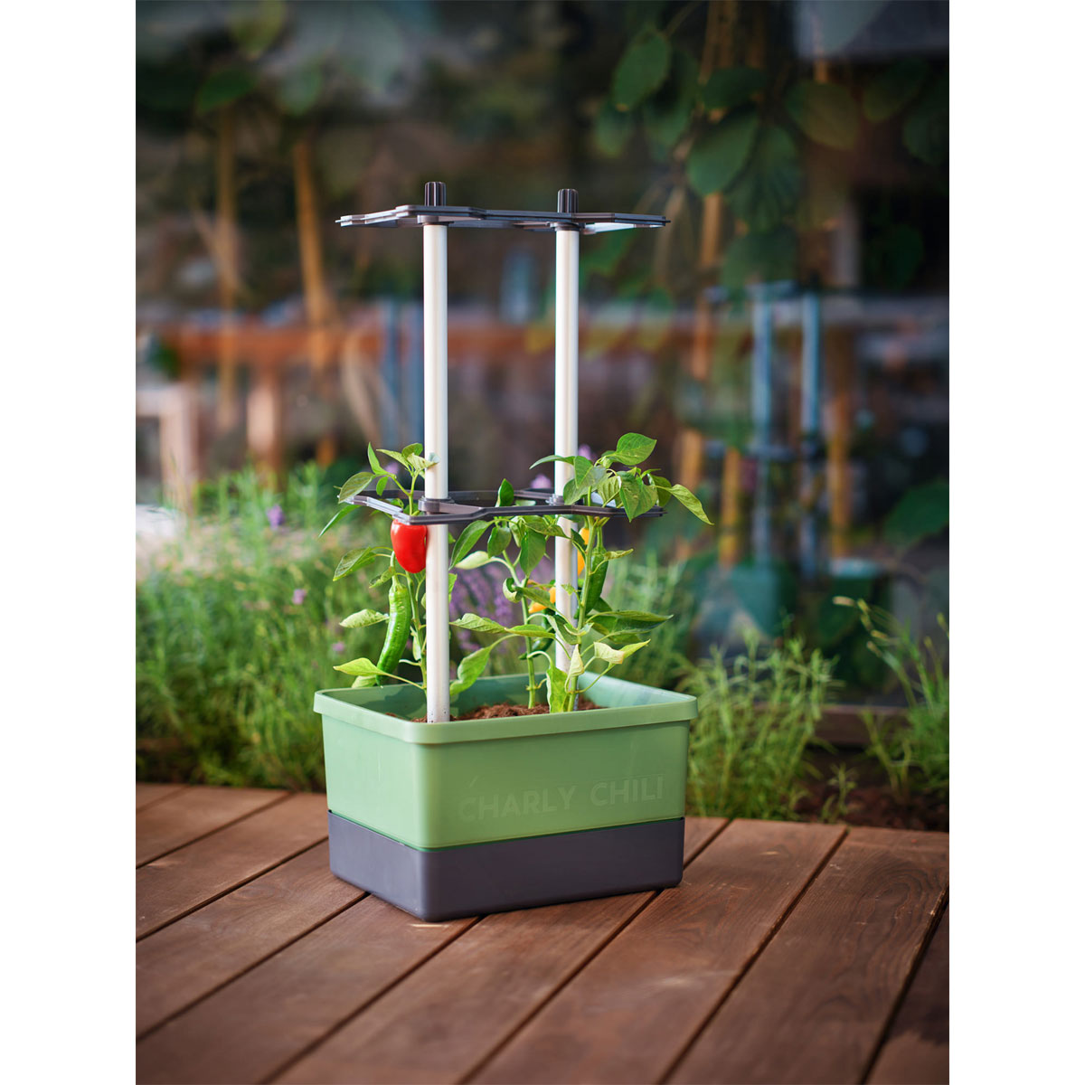 Rankhilfe Charly Chily dunkelgruen Bild 2