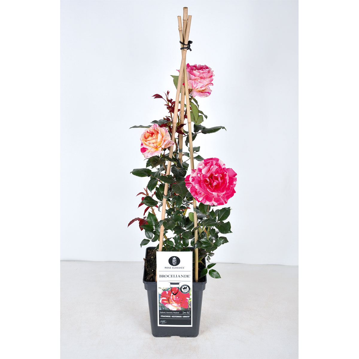 Plantiflor  Kletterrose „Zweifarbig“, Topf Ø 23 cm Bild 1