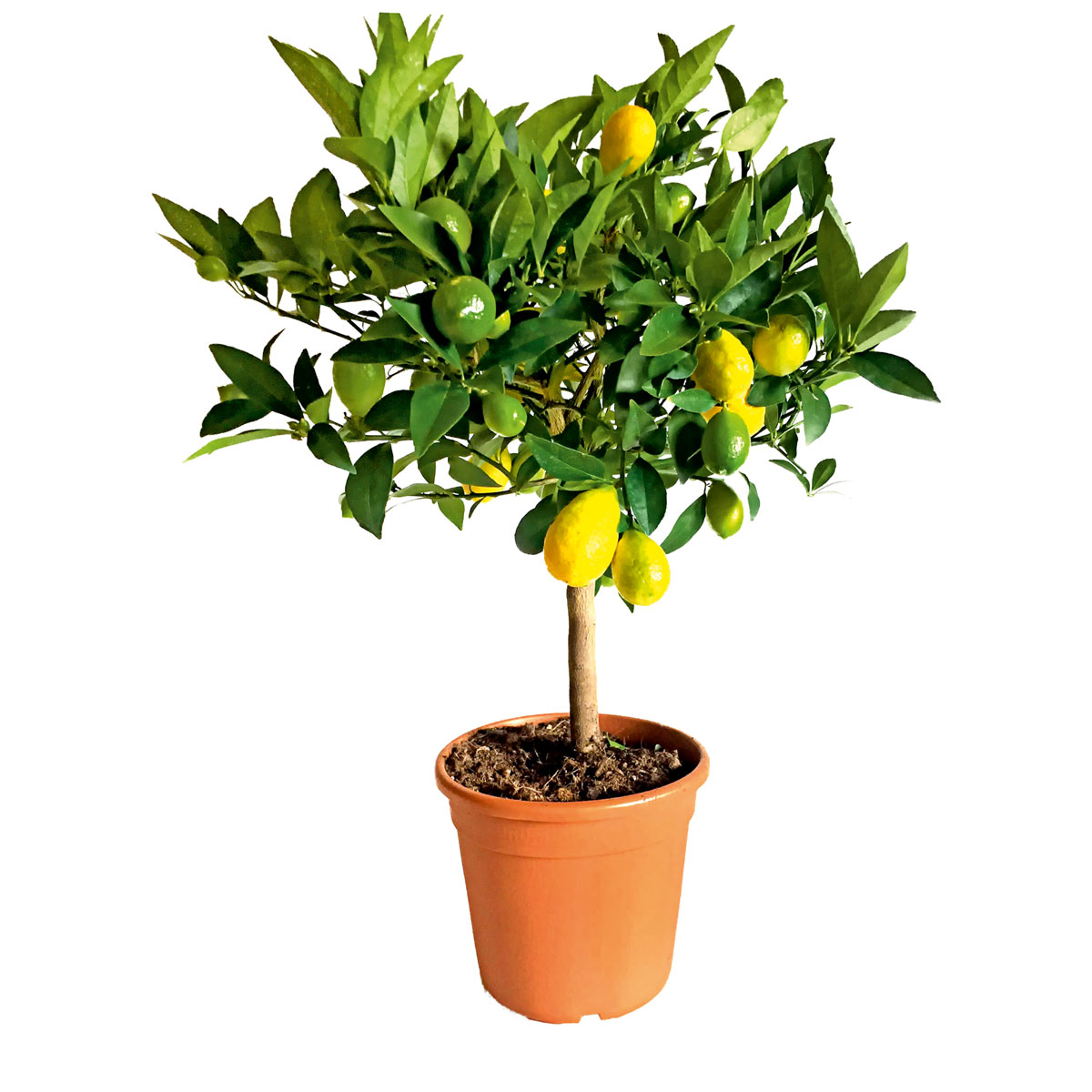 Plantiflor Zitrus-Ministamm Topf Durchmesser 20 cm | 865625