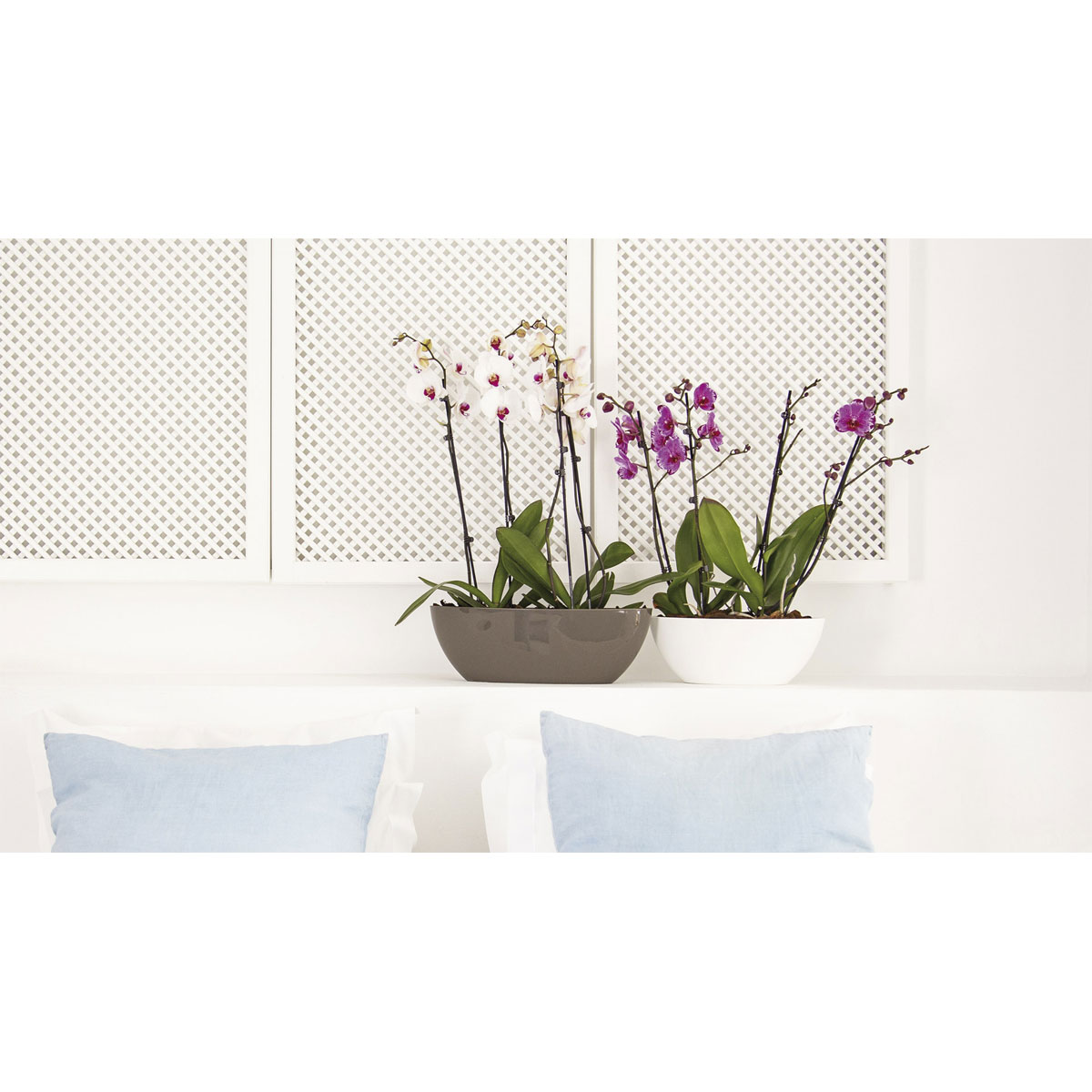 Schale Bahia Plant Box 45 cm anthrazit Bild 4