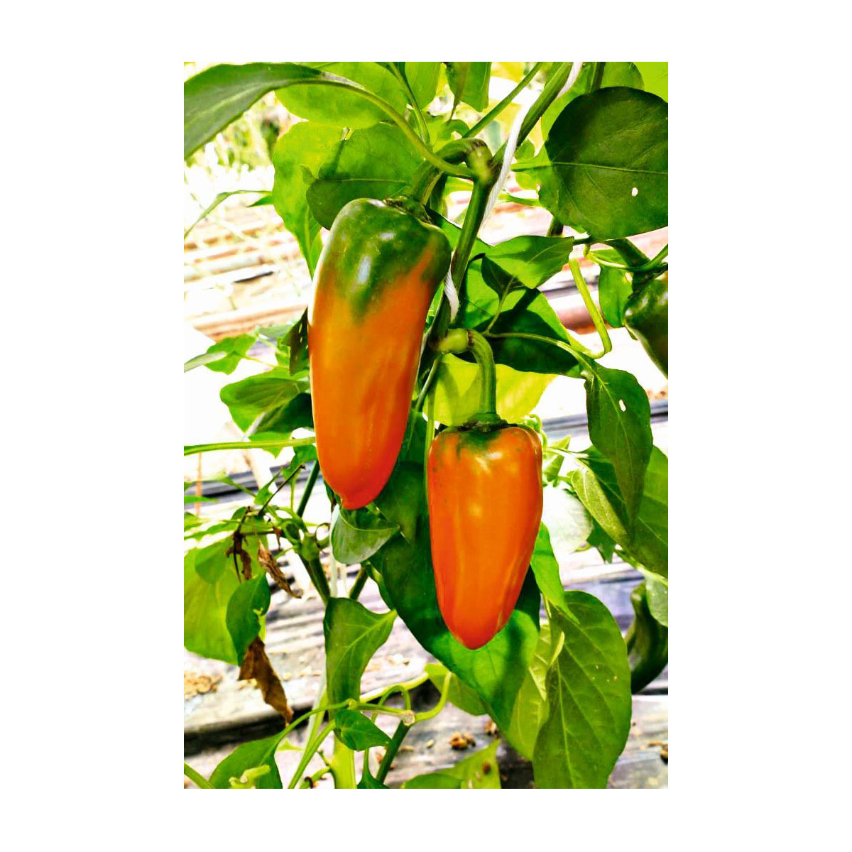 Plantiflor  Snackpaprika Coronor Bio Plantiflor  Snackpaprika Coronor Bio