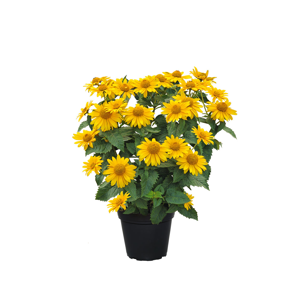 Plantiflor Garten-Sonnenauge C3 Bild 3