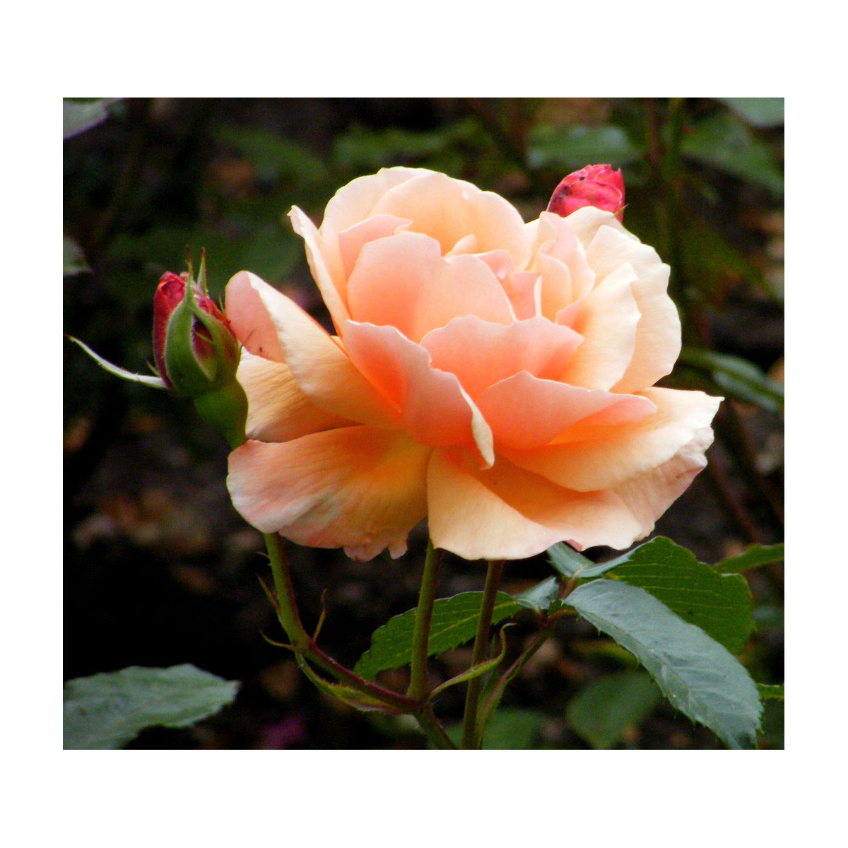 Plantiflor  Beetrose Orange Topf Durchmesser 19 cm