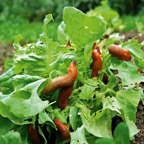 Schnecken im Salat