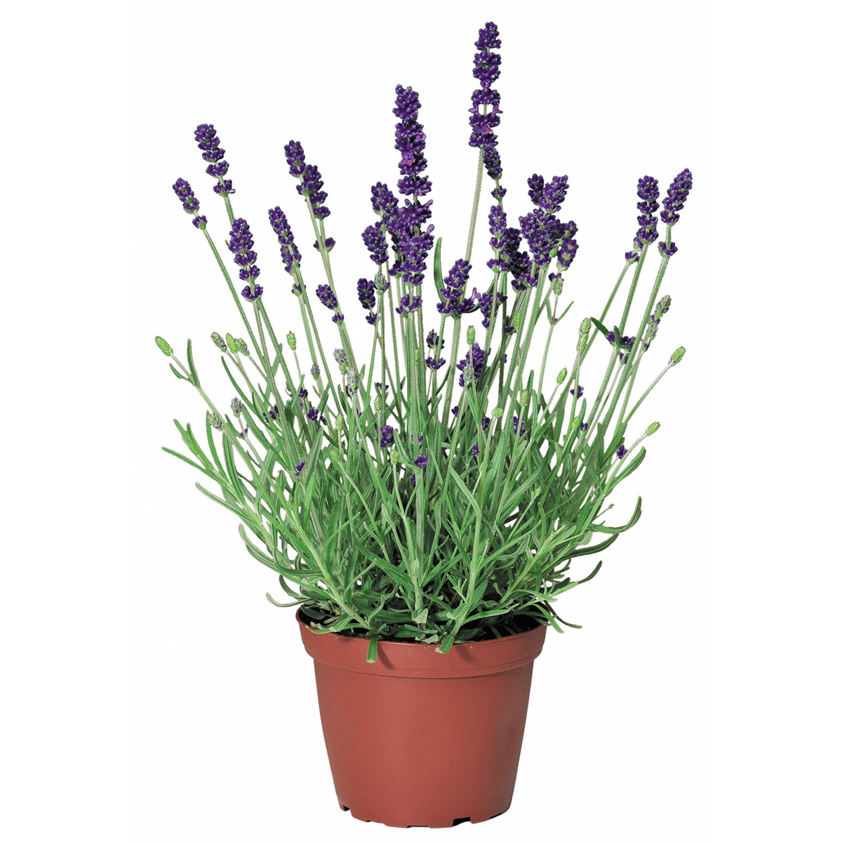 Plantiflor  Lavendel Lavandula angustifolia blühend im Topf Durchmesser 12 cm Bild 1