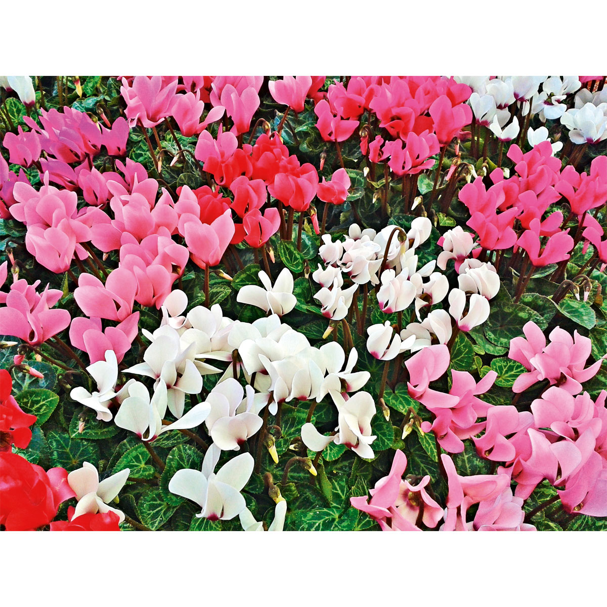 Plantiflor Herbstgarten 6er-Pack Topf Durchmesser 9 cm Bild 4