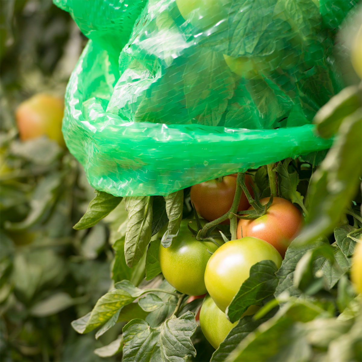 Windhager  Tomaten-Folienhaube 1,2x0,6 m 5 Stück Bild 1