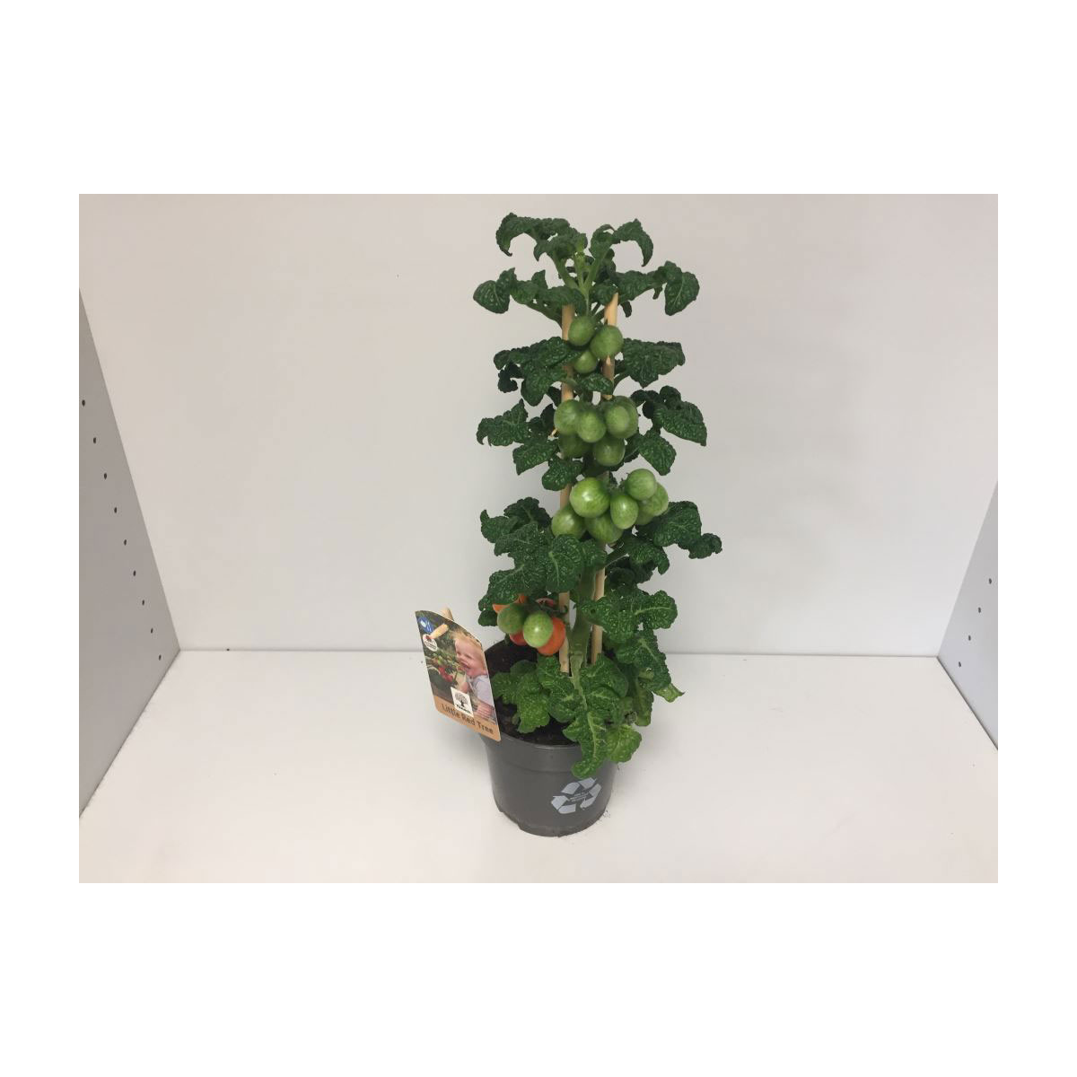 Tomate „Farmzy“ 45-50 cm, T13