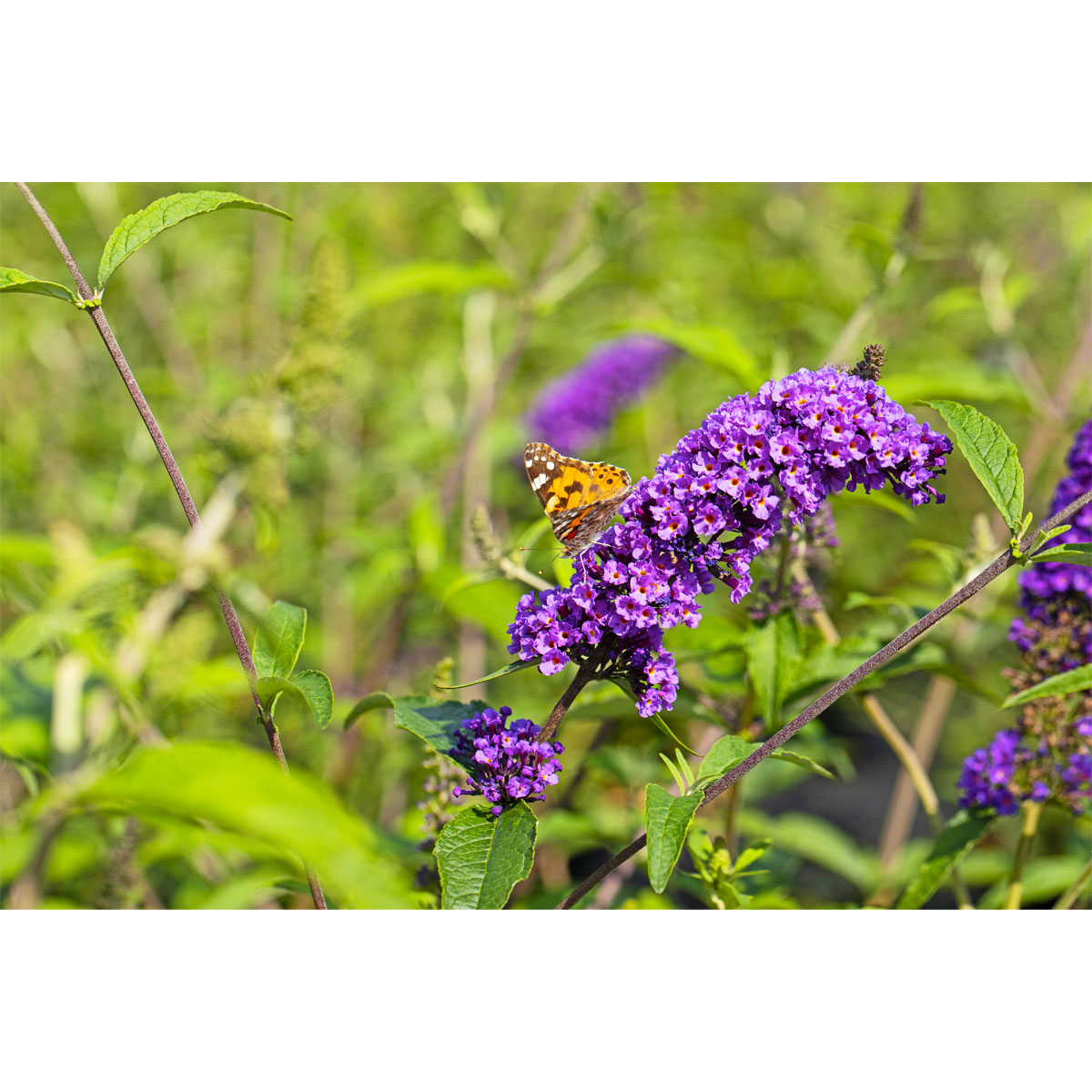 Plantiflor  Schmetterlingsstrauch im Topf Durchmesser 19 cm Bild 2