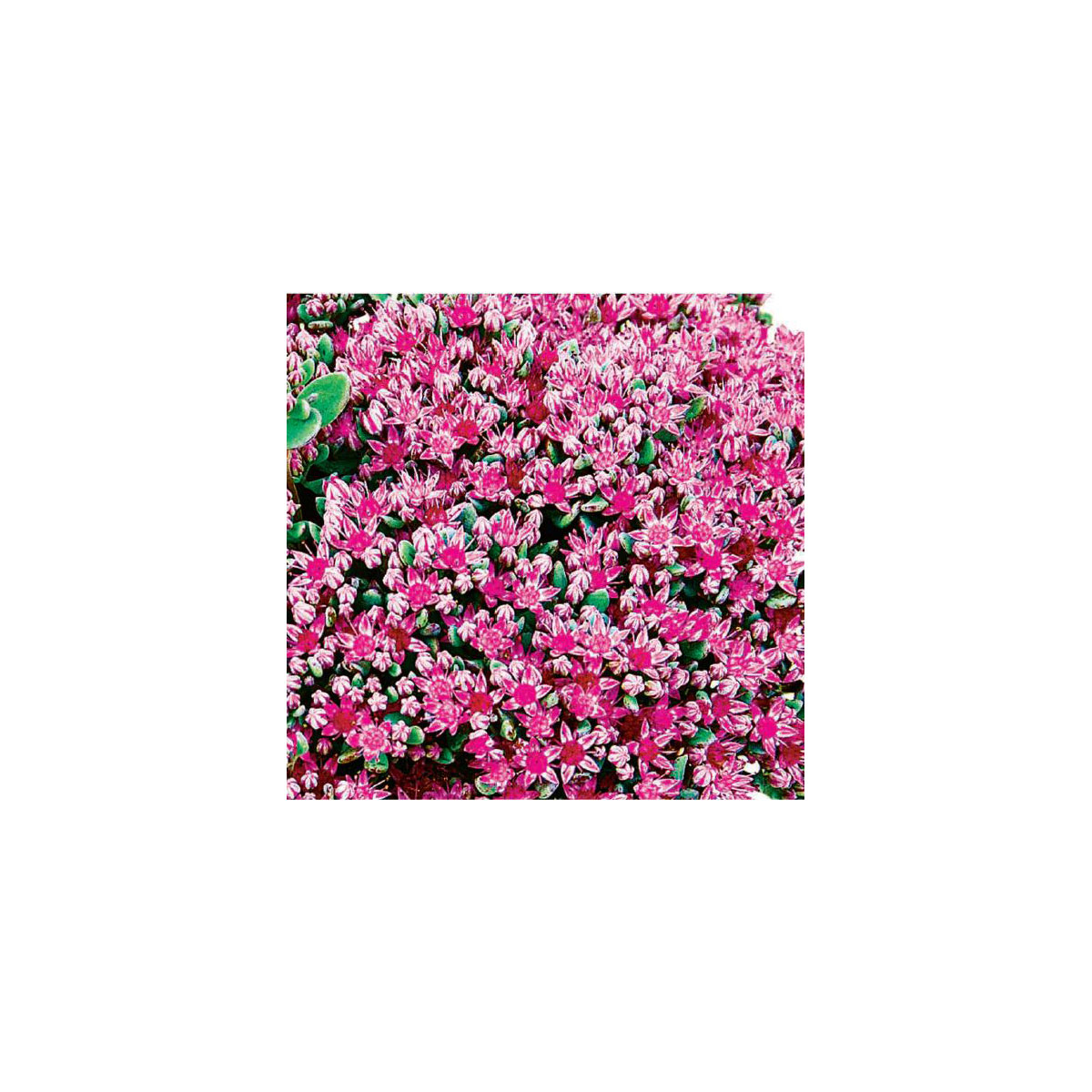 Plantiflor Rotblütenkrassel Topf Durchmesser 12 cm