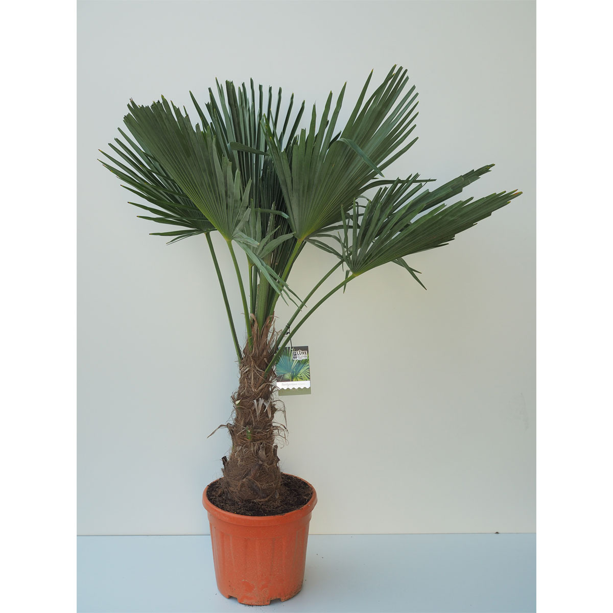 winterharte hanfpalme „trachycarpus fortunei“ 160+ cm, 34 cm topf