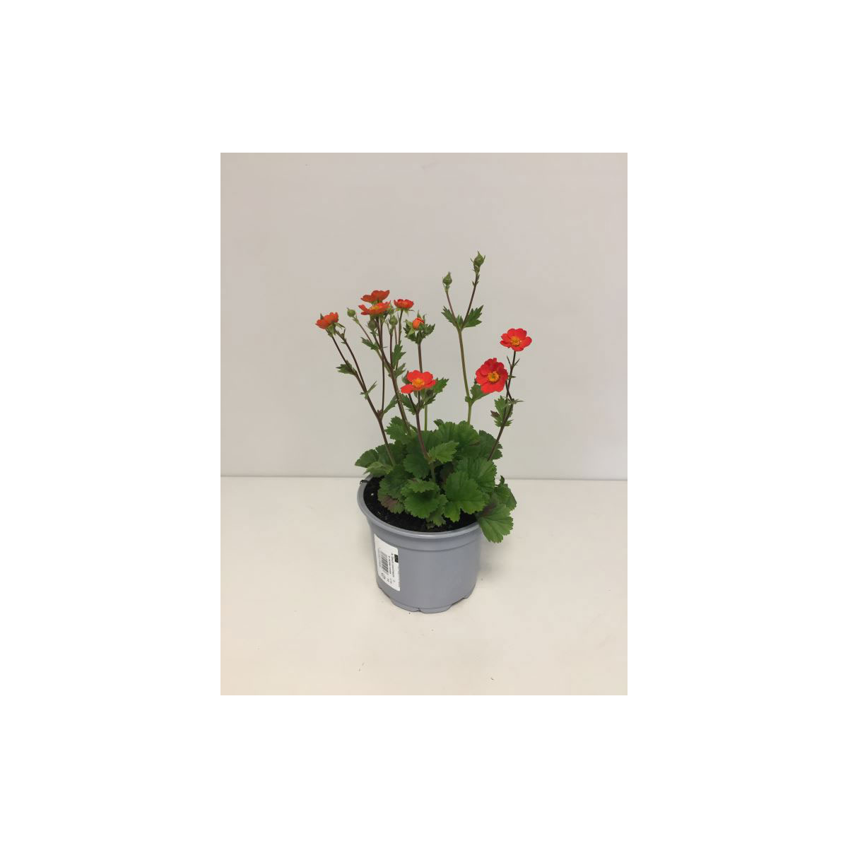 Plantiflor  Nelkenwurz Topf Durchmesser 13 cm Plantiflor  Nelkenwurz Topf Durchmesser 13 cm