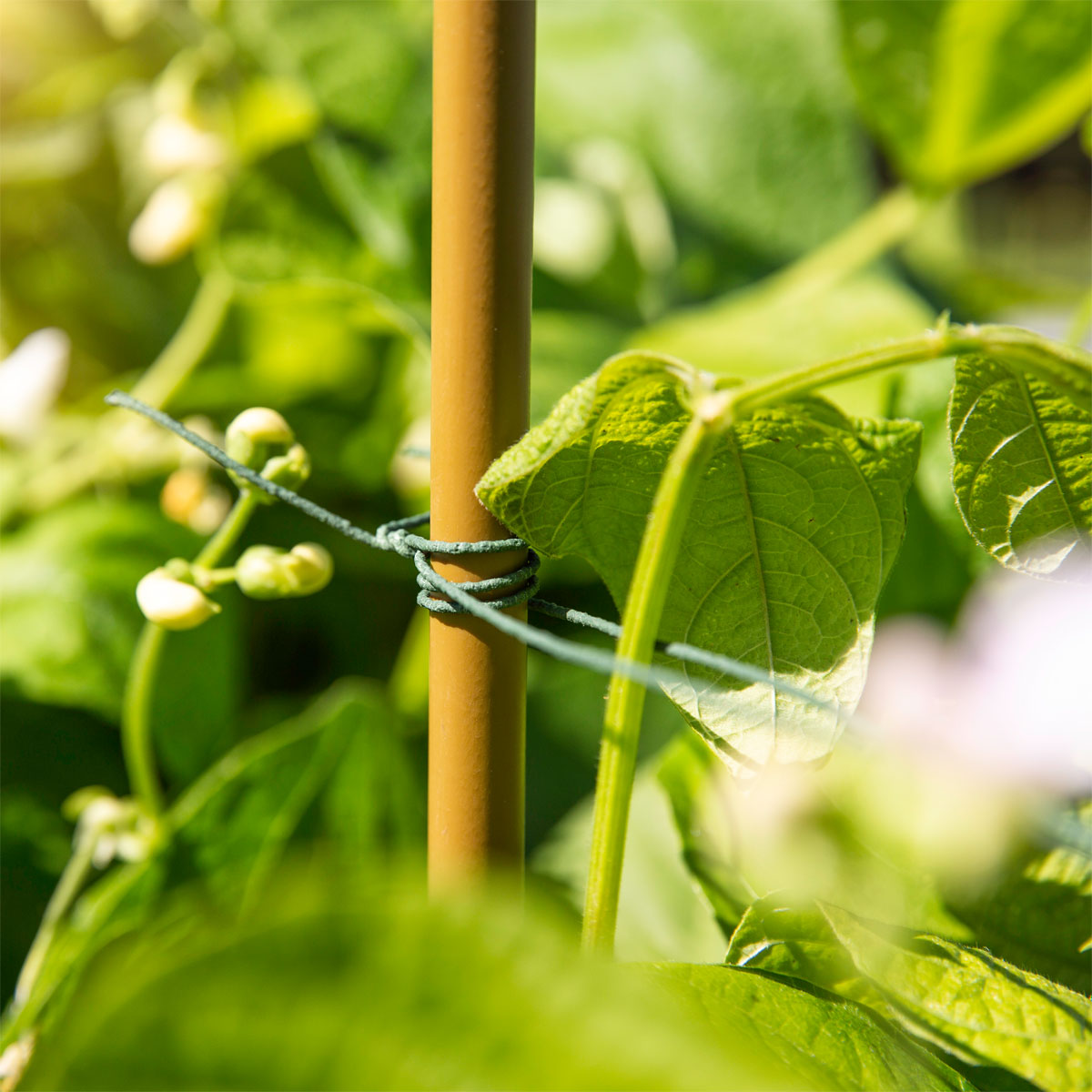 Windhager Rankdraht 50m grün Bild 2