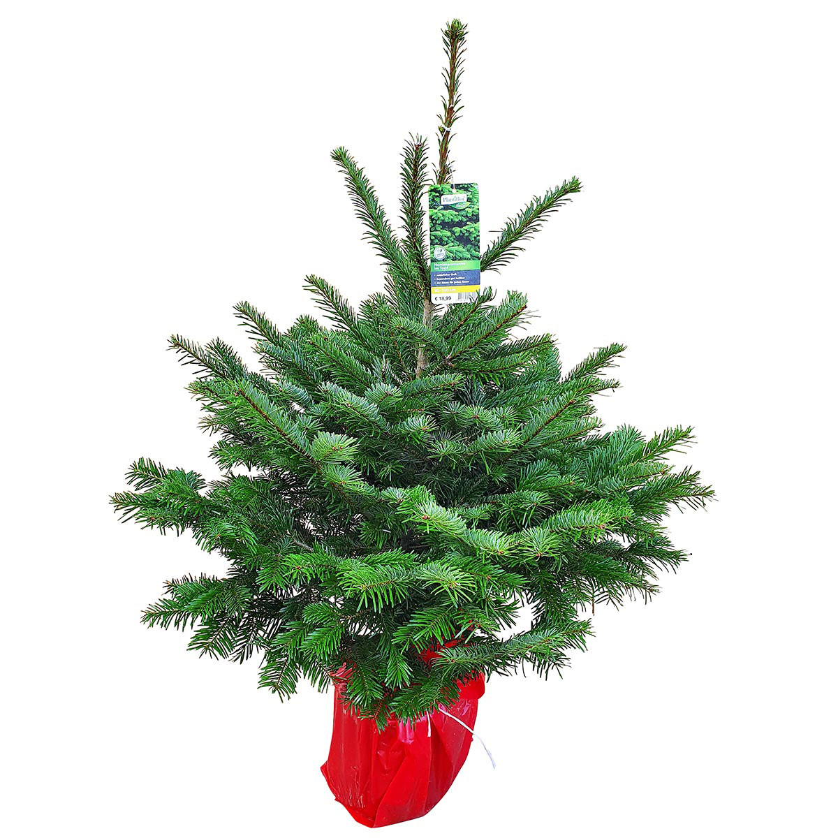 Abies Nordmanniana im Topf 90-100cm