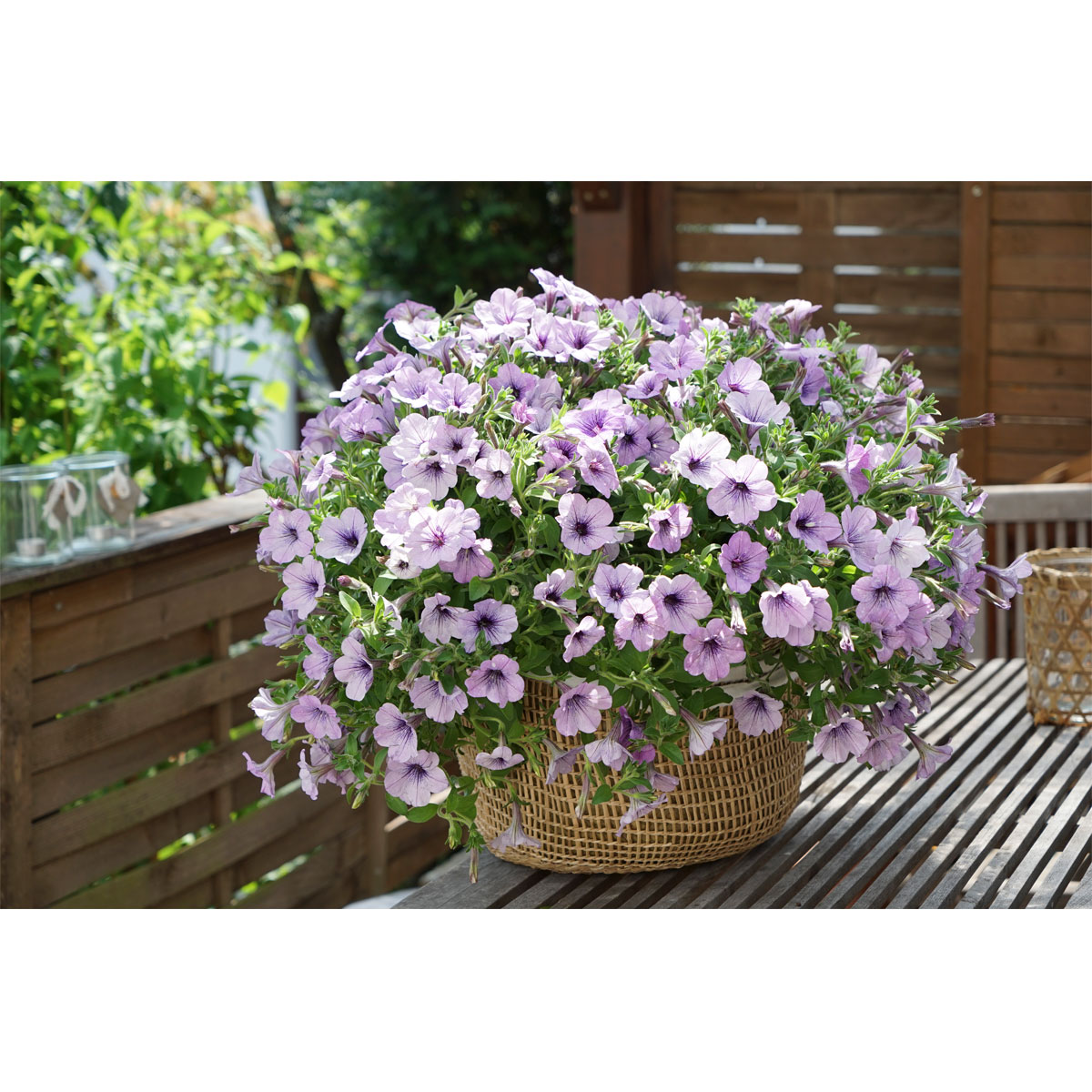 Plantiflor Petunie Sky Family Topf Durchmesser 12 cm Bild 6