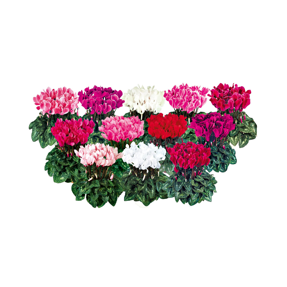 Plantiflor  Alpenveilchen Topf Durchmesser 10,5 cm Bild 4