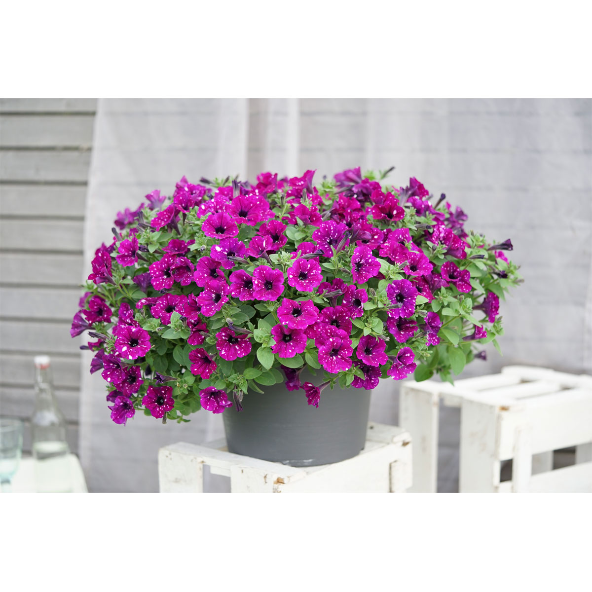 Plantiflor Petunie Sky Family Topf Durchmesser 12 cm Bild 7