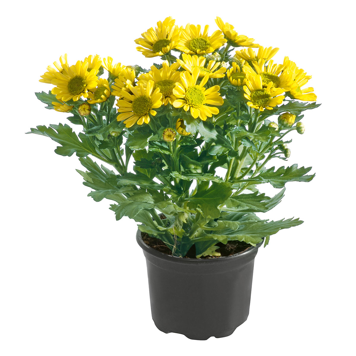 Plantiflor  Chrysantheme Eintrieber Topf Durchmesser 10,5 cm Bild 2