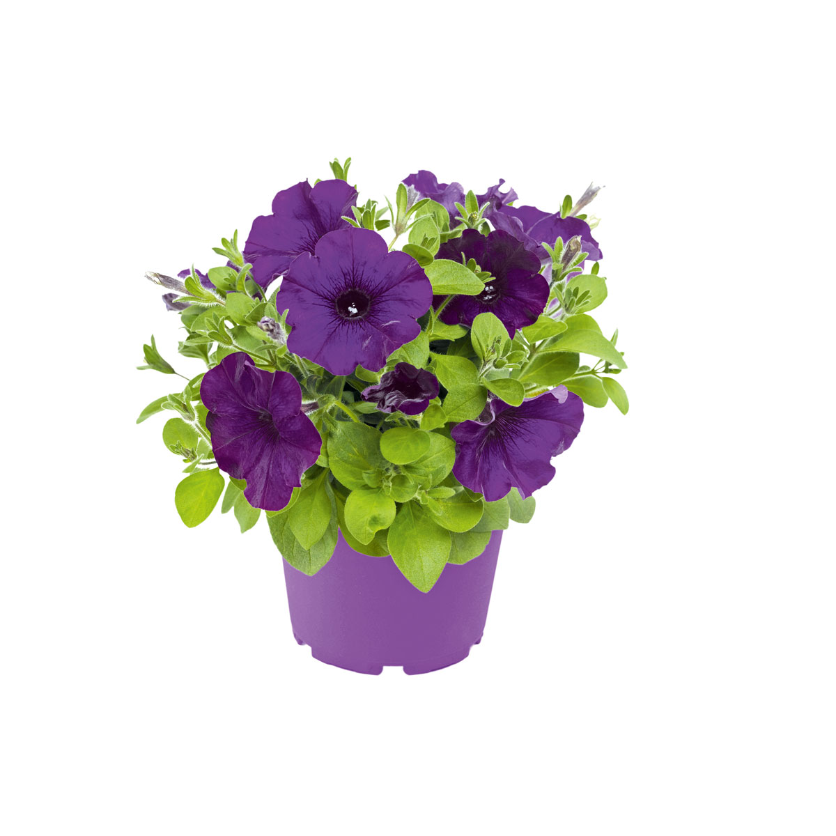 Plantiflor  Petunie großblumig ton in ton T13 Bild 4