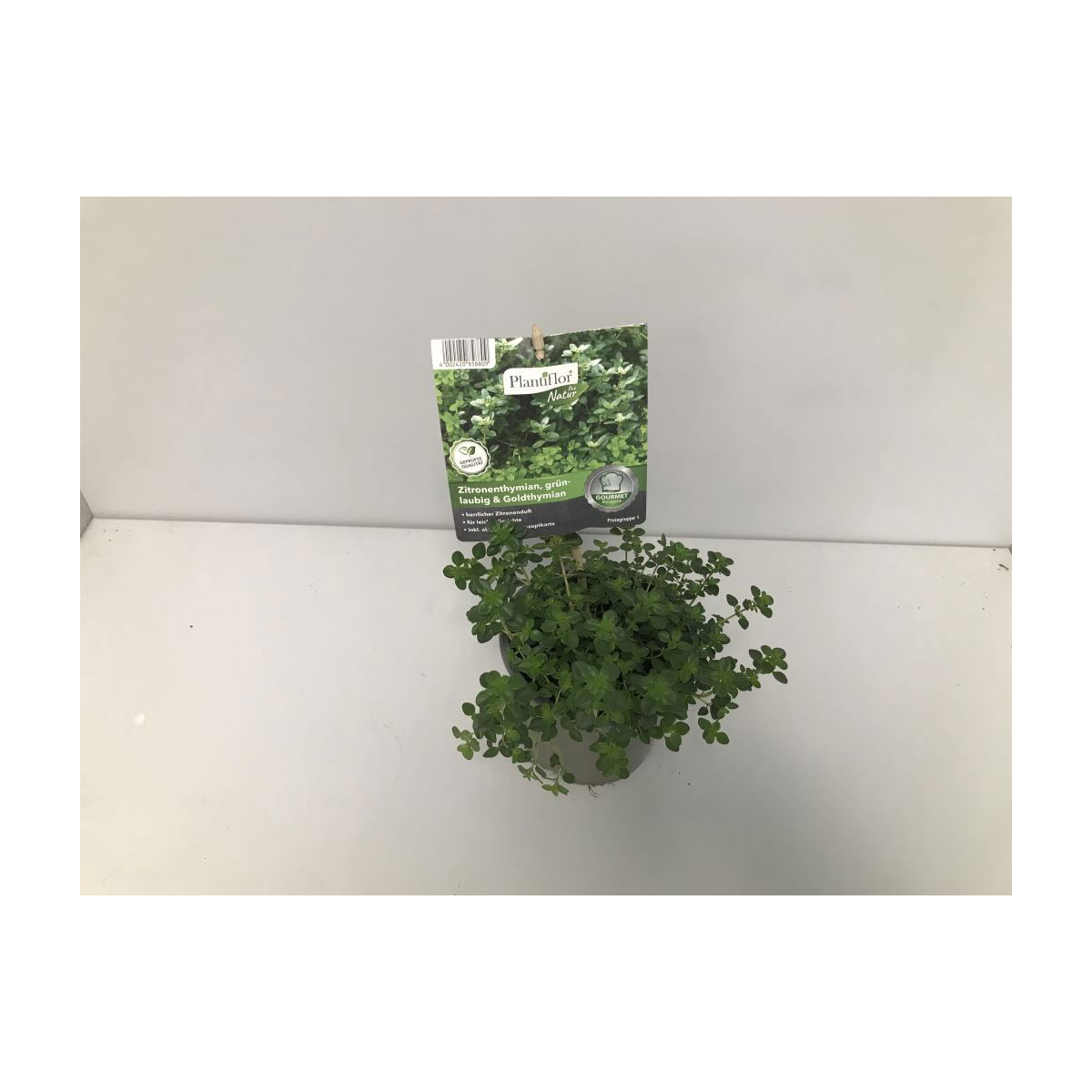 Plantiflor Gourmet Zitronenthymian grünlaubig und gold T12