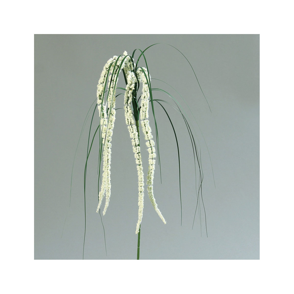 Amaranthus 70 cm cream