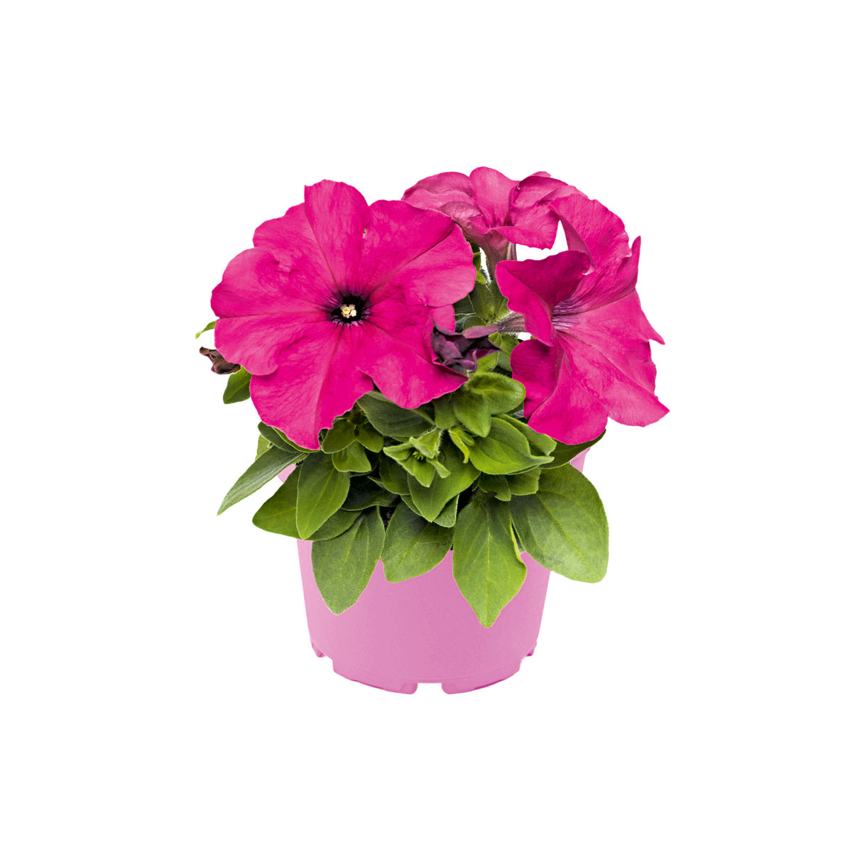 Plantiflor  Großblumige Petunie verschiedene Farben Topf Durchmesser 10,5 cm Bild 2