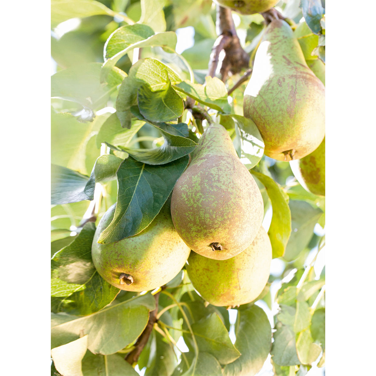 Plantiflor  Birnenbaum im Topf Durchmesser 30 cm Bild 3