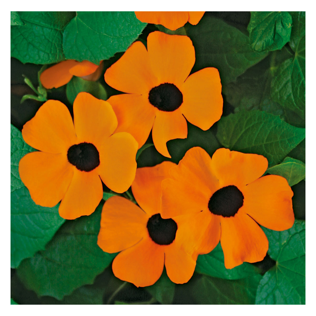 Plantiflor  Schwarzäugige Susanne Topf Durchmesser 12 cm Bild 3