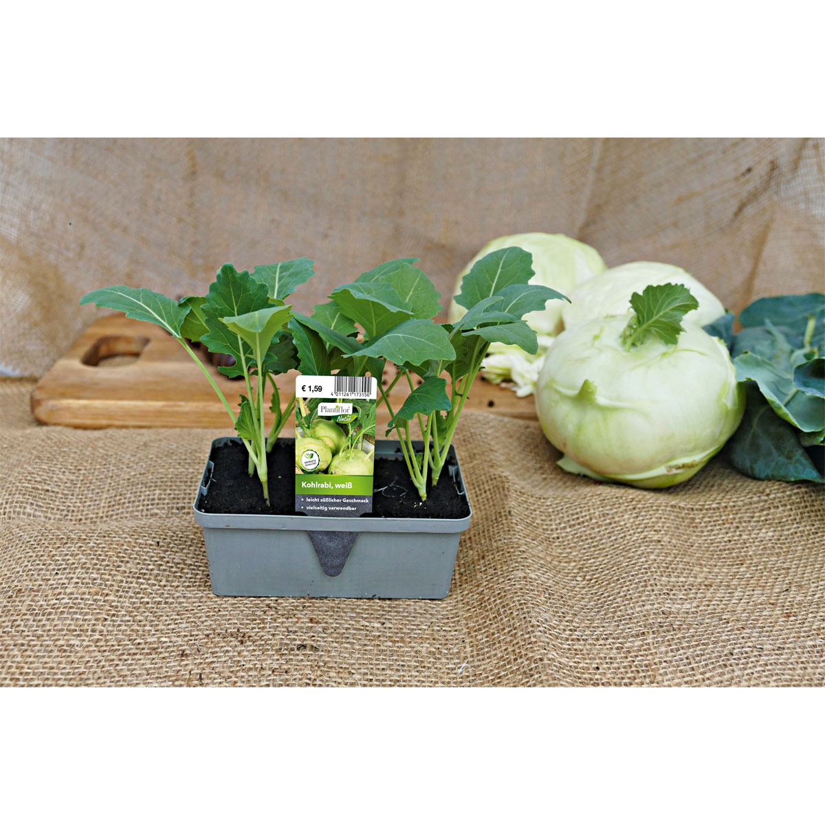 Plantiflor  Gemüsejungpflanze Kohlrabi blau 6er-Pack Plantiflor  Gemüsejungpflanze Kohlrabi blau 6er-Pack