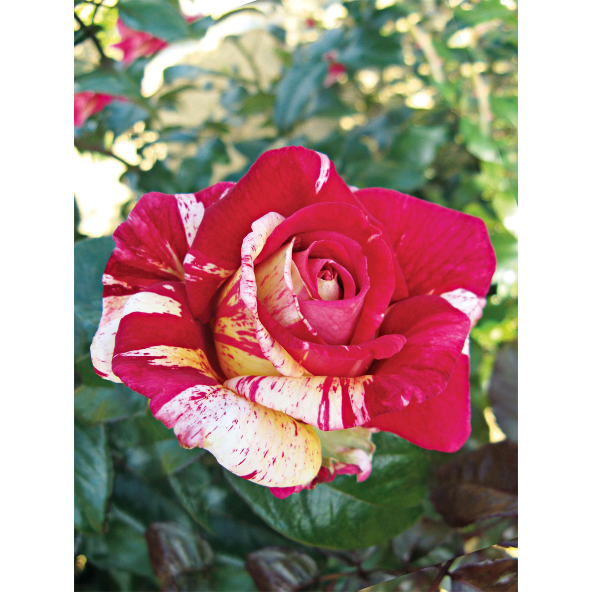 Plantiflor  Kletterrose „Zweifarbig“, Topf Ø 23 cm Bild 2