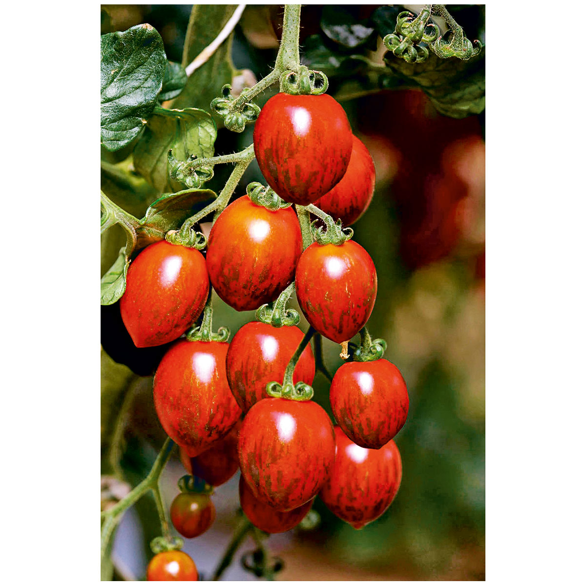 Bio Gourmet Tomaten Venusbrüstchen Topf Durchmesser 11 cm Bild 2