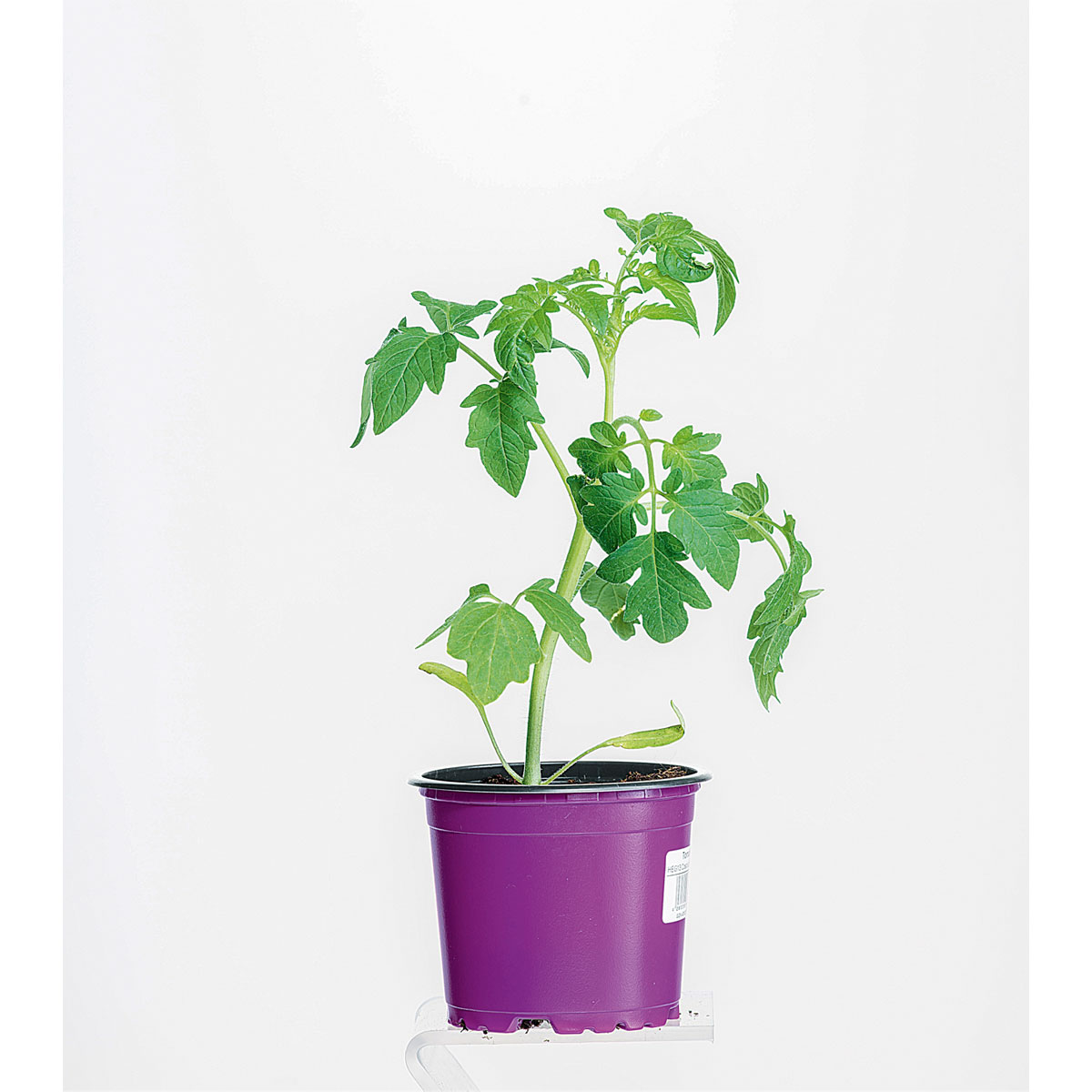 Plantiflor  Bio Fleischtomaten Marmande Topf Durchmesser 11 cm