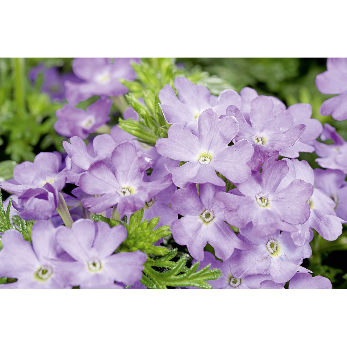 Plantiflor  Verbene verschiedene Farben T13 Bild 6