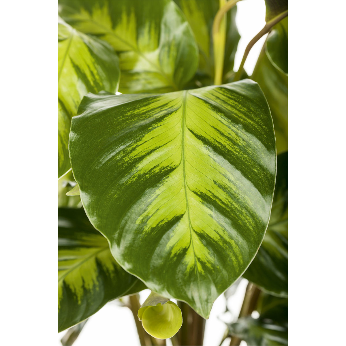 Plantiflor  Korbmarante Topf 12 cm Bild 2